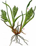 Gewöhnliches Hartgras - Sclerochloa dura (L.) P. Beauv. 