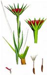Haferwurz - Tragopogon porrifolius L. 