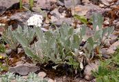 Bittere Schafgarbe - Achillea clavennae L.