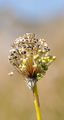 Allermannsharnisch - Allium victorialis L.