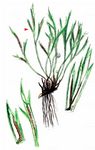 Nordischer Streifenfarn - Asplenium septentrionale (L.) Hoffm. 