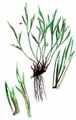 Forked Spleenwort - Asplenium septentrionale (L.) Hoffm.