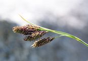 Trauer-Segge - Carex atrata L.