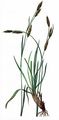 Horst-Segge - Carex sempervirens Vill.