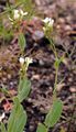 Hare's-Ear Mustard - Conringia orientalis (L.) Dumort.