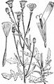 Stink-Pippau - Crepis foetida L.