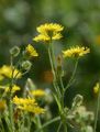 Bristly Hawk's-Beard - Crepis setosa Haller f.