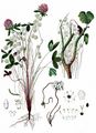 Dodder - Cuscuta epithymum (L.) L.