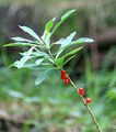 Gewöhnlicher Seidelbast - Daphne mezereum L.