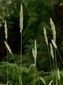 Sand Couch - Elytrigia juncea (L.) Nevski