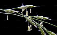 Amethyst-Schwingel - Festuca amethystina L.