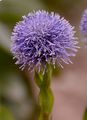 Gewöhnliche Kugelblume - Globularia bisnagarica L.
