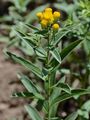 German Fleabane - Inula germanica L.