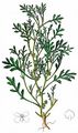 Swine-Cress - Lepidium coronopus (L.) Al-Shehbaz