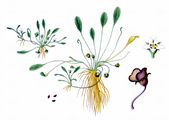 Mudwort - Limosella aquatica L.