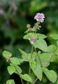 Water Mint - Mentha aquatica L.