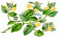 Musk - Mimulus moschatus Lindl.