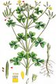Upright Yellow-Sorrel - Oxalis stricta L.