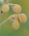 Foxglove-Tree - Paulownia tomentosa (Thunb.) Siebold & Zucc.