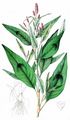 Floh-Knöterich - Persicaria maculosa Gray