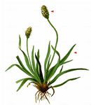 Alpen-Wegerich - Plantago alpina L. 