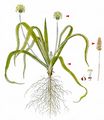 Alpen-Wegerich - Plantago alpina L.