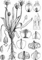 Berg-Wegerich - Plantago atrata Hoppe