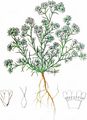 Perennial Knawel - Scleranthus perennis L.