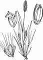 Green Bristle-Grass - Setaria viridis (L.) P. Beauv.