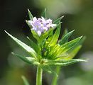 Field Madder - Sherardia arvensis L.