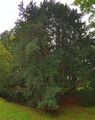 Yew - Taxus baccata L.