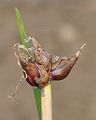 Küchenzwiebel - Allium cepa L.