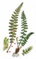 Smooth Rock-Spleenwort - Asplenium fontanum (L.) Bernh.