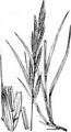 Tor-Grass - Brachypodium pinnatum (L.) P. Beauv.