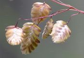 Quaking-Grass - Briza media L.