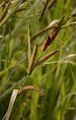 Sumpf-Segge - Carex acutiformis Ehrh.