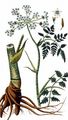 Knolliger Kälberkropf - Chaerophyllum bulbosum L.