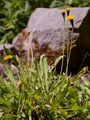 Weichhaariger Pippau - Crepis mollis (Jacq.) Asch.