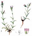Deptford Pink - Dianthus armeria L.
