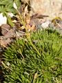 Sauters Felsenblümchen - Draba sauteri Hoppe