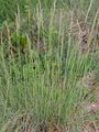 Volga Fescue - Festuca valesiaca Gaudin
