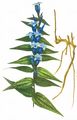 Schwalbenwurz-Enzian - Gentiana asclepiadea L.