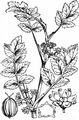 Fool's-Water-Cress - Helosciadium nodiflorum (L.) W. D. J. Koch