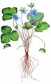 Liverleaf - Hepatica nobilis Schreb.