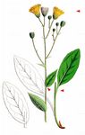 Jurassisches Habichtskraut - Hieracium jurassicum Griseb. 
