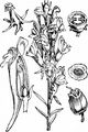 Gewöhnliches Leinkraut - Linaria vulgaris Mill.