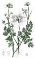 Strahlen-Breitsame - Orlaya grandiflora (L.) Hoffm.