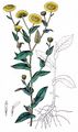 Common Fleabane - Pulicaria dysenterica (L.) Bernh.