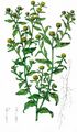 Small Fleabane - Pulicaria vulgaris Gaertn.
