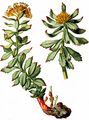 Roseroot - Rhodiola rosea L.